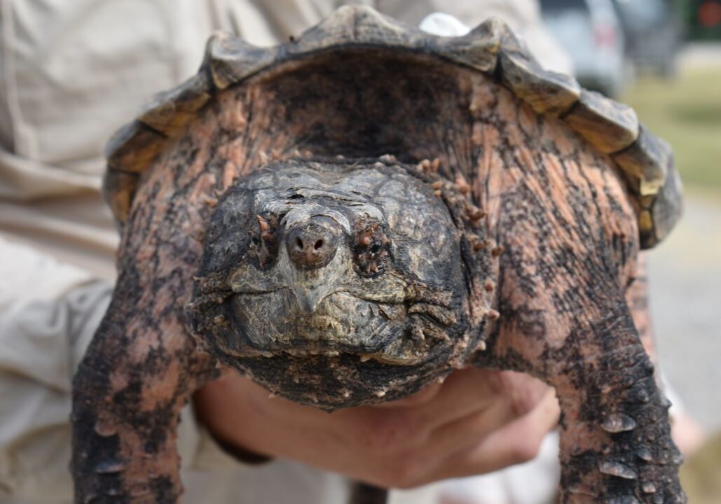 A photo of an alligator snapping turtle. The turtle is at the center of the photograph, looking straight ahead. It has dark gray coloring with pink splotches. It is being held by someone wearing tan clothing.
