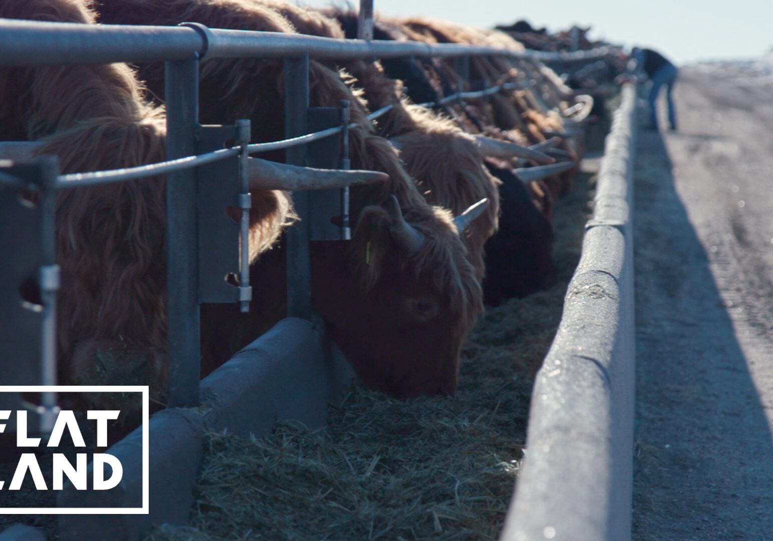 Cows feeding in trough