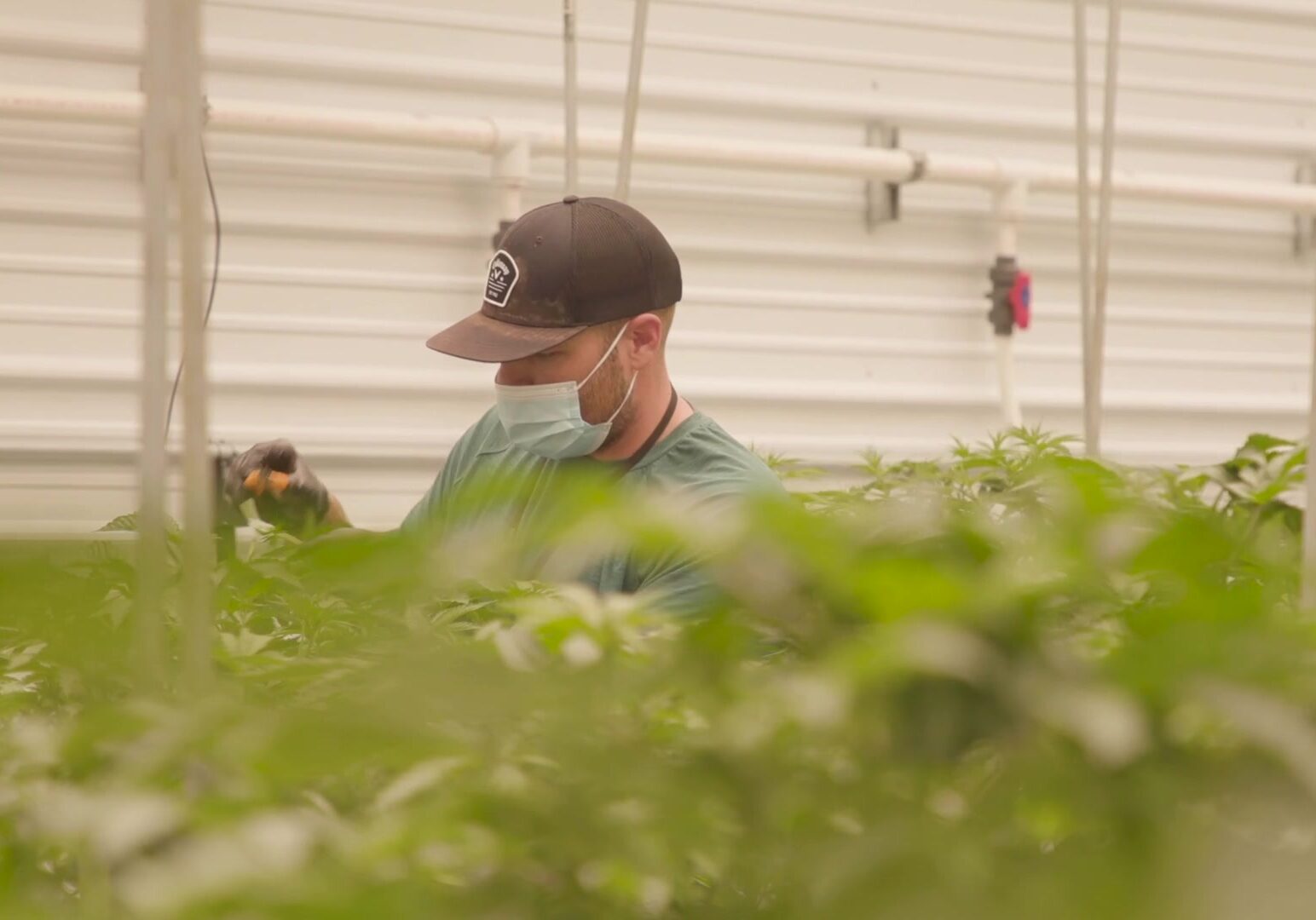 Man in hat trims cannabis plants in a large cultivation site.