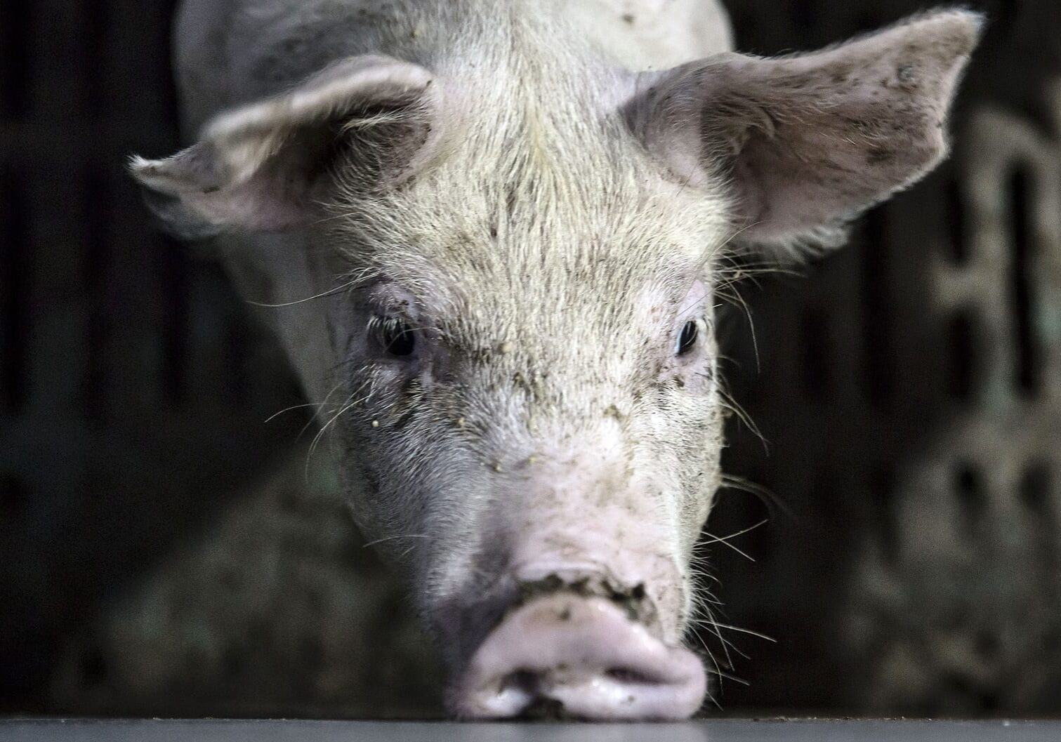A pig stands in a pen at an antibiotic-free pig farm in Tongxiang, China.