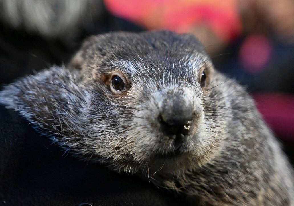 The famed weather predictor Punxsutawney Phil saw his shadow this morning, which means we could see six more weeks of winter, at least according to Groundhog Day lore. This was the fifth time in the last six years that Phil has seen his shadow, according to The Weather Channel, and the 20th time since 2000. Thankfully, in our neck of the woods, temperatures are going make it feel like spring. (Facebook)