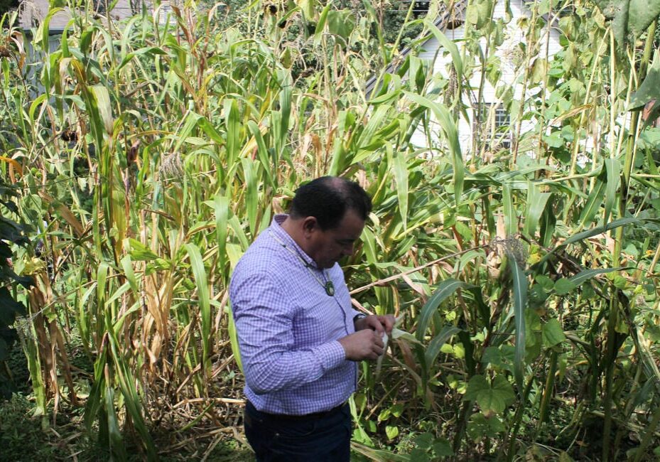 A man standing in a field of corn.
