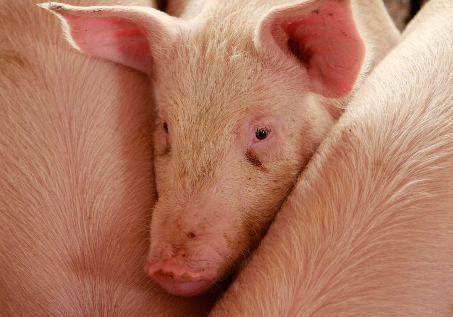 In 2019, Missouri had more than 500 CAFOs, according to the Missouri Coalition for the Environment.