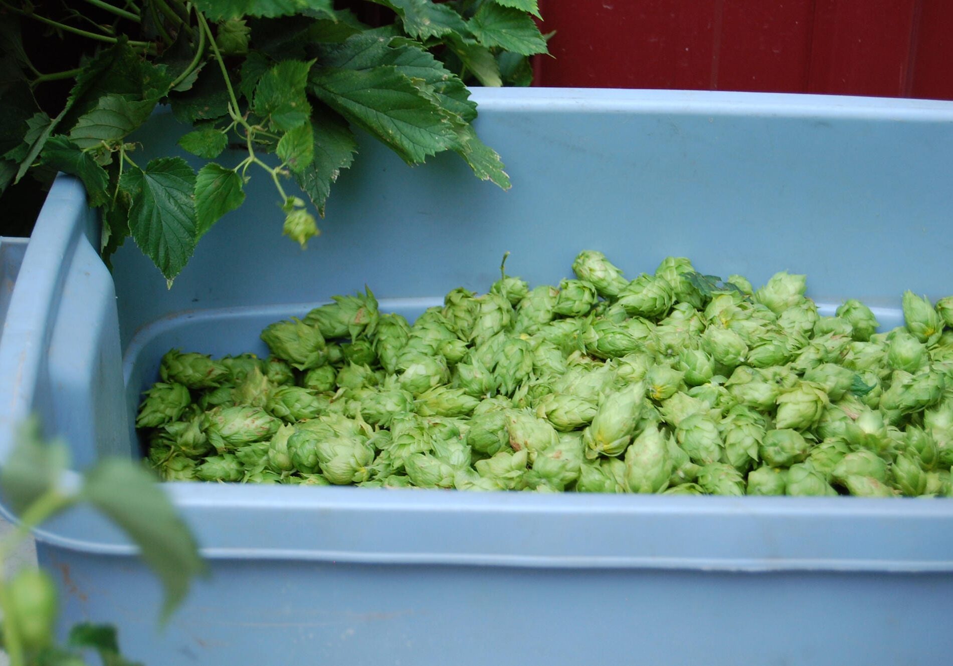 Hops in a bucket.