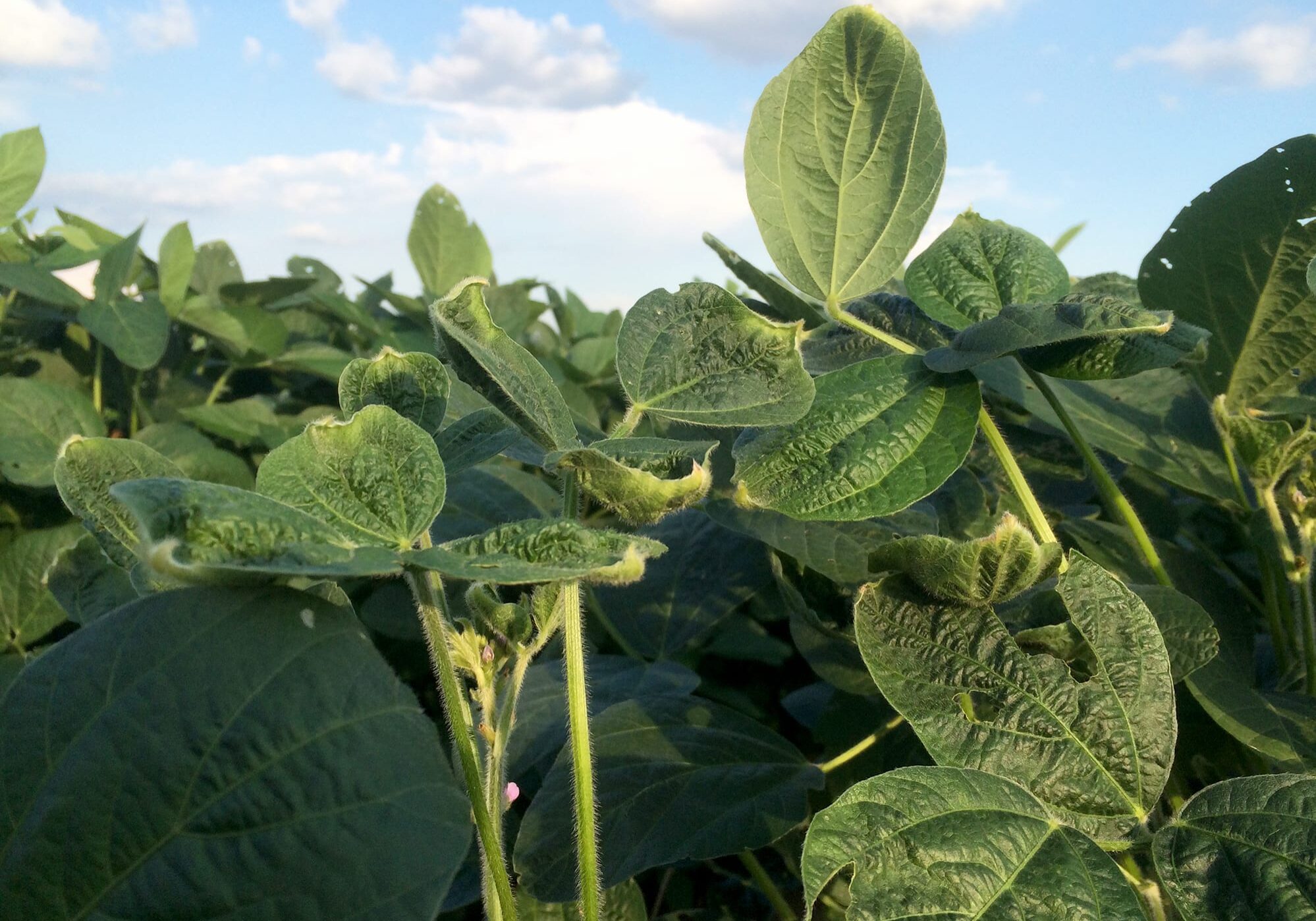 These soybean leaves show evidence of damage from dicamba. It could cut the the harvest by 10 to 30 percent.