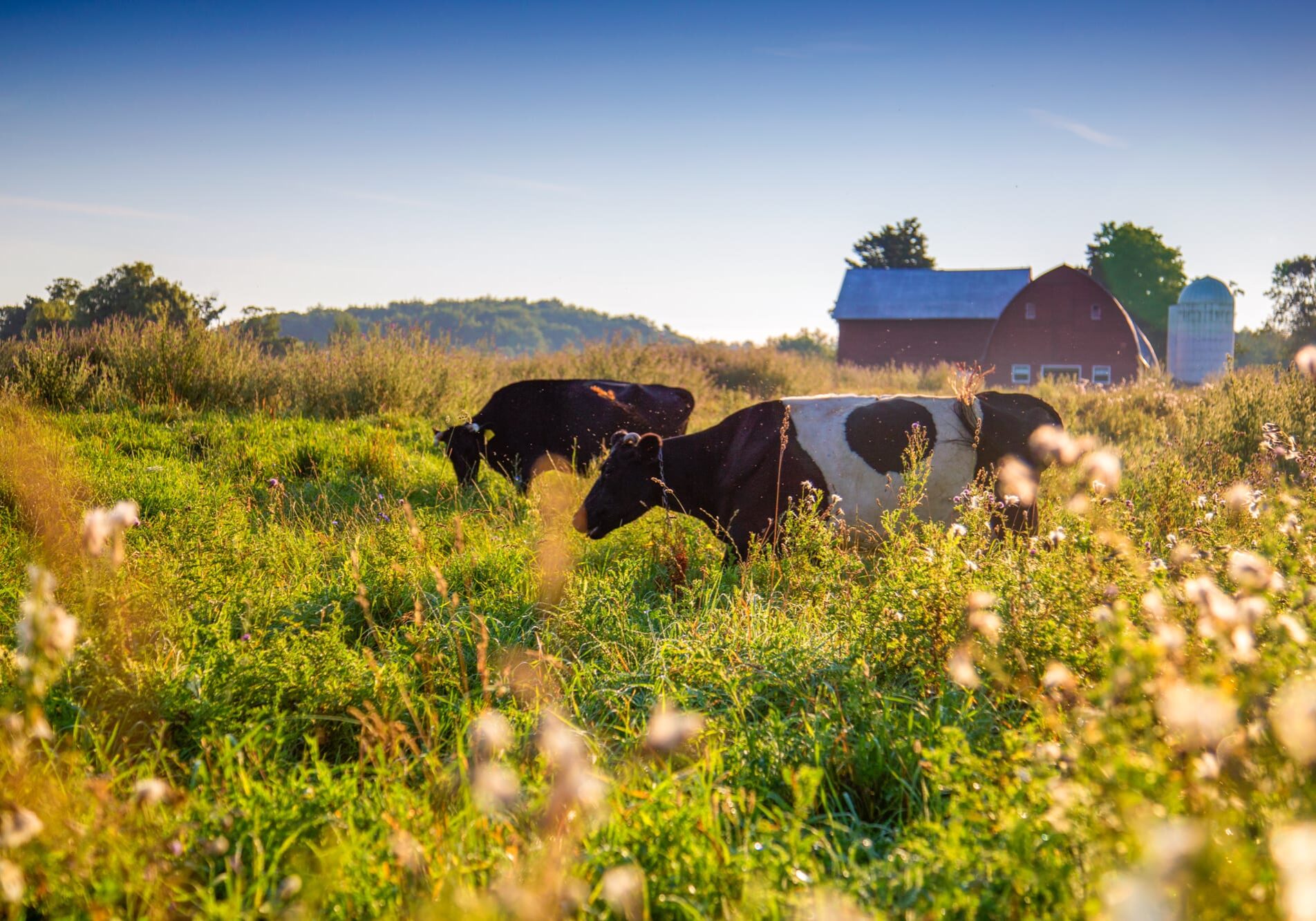 Cows graze at Dharma Lea Farm in Sharon Springs, N.Y.   Advocates of grass-grazing cattle say it's better for the environment and the animals. But there's another upside: Grass-fed meat and dairy fetch a premium that can help small farms stay viable