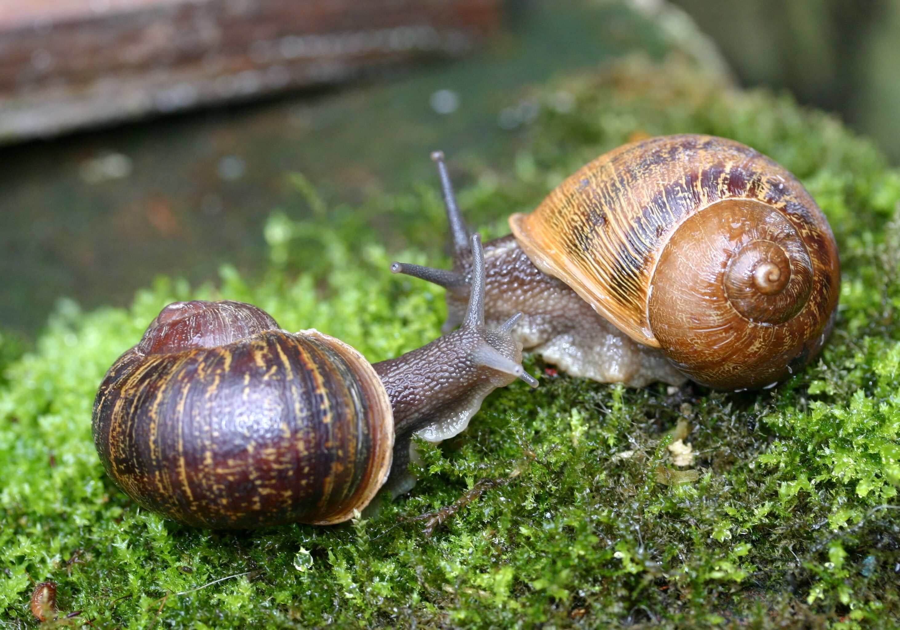 Rare snail Jeremy (left) meets a potential mate named Lefty.