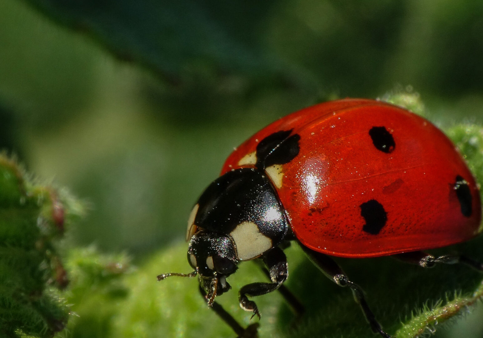 Newly developing RNA-based pesticides, such as one developed at Kansas State University, are more targeted so useful insects, such as ladybugs, don't become collateral damage. (Wikimedia Commons)