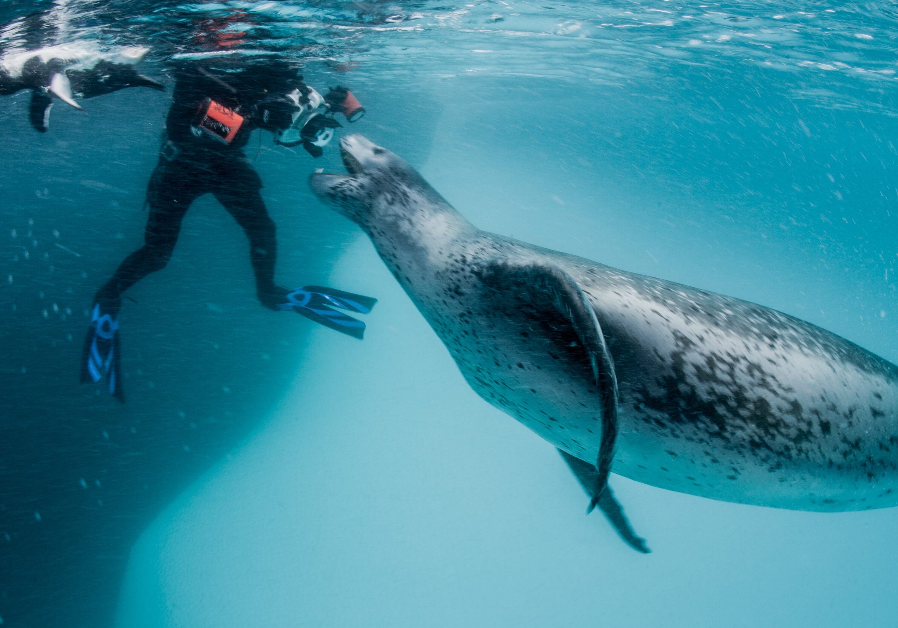 A leopard seal approaches the photographer. (Goran Ehlme/SeaLegacy/Paul Nicklen Gallery	
The Nordaustlandet ice cap gushes high volumes of meltwater. Even though this photograph was taken just 600 miles from the North Pole, the temperature was in the high 60s Fahrenheit.
Paul Nicklen/Paul Nicklen Gallery	
An adult emperor penguin hovers high above her chick near Antarctica's Ross Sea. Adults will go to sea for days or even weeks at a time to bring back food for their rapidly growing chicks.
Paul Nicklen/Paul Nicklen Gallery	
The slim black figures of northern right whale dolphins break the surface of the ocean as they travel. Unlike most dolphins, this species lacks a dorsal fin and has a well-defined but short beak. This unique body shape allows them to cut through the water like torpedoes.
Paul Nicklen/Paul Nicklen Gallery	
Emperor penguins release millions of microbubbles from their feathers to reduce friction between their bodies and the water. This allows them to accelerate — and reduces the risk of being caught by a leopard seal.
Paul Nicklen/Paul Nicklen Gallery	
A humpback whale flings its tail high in the air as it dives down on a ball of herring near Lofoten, Norway. The winter months in Norway are a critical time of year for these whales to gorge and gain weight. (Paul Nicklen/Paul Nicklen Gallery)