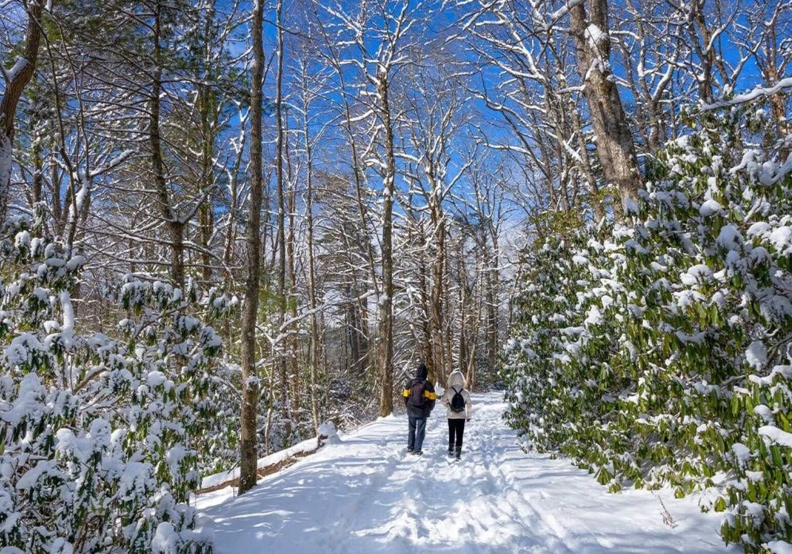 Two people taking a winter walk in a forest.