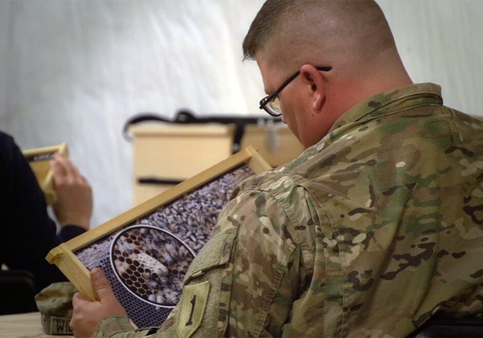 man in camo looks at bee hive slide.