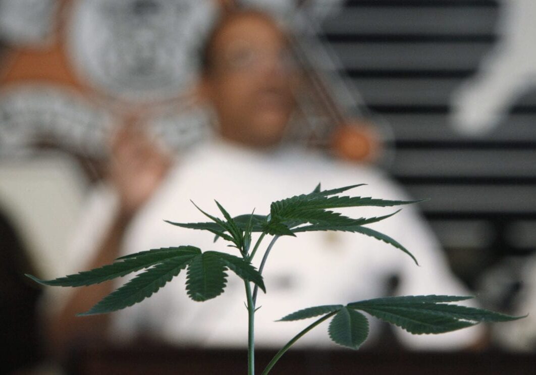 A starter marijuana plant is shown as Wayne County Sheriff Benny Napoleon speaks during a news conference in Detroit, Friday, May 14, 2010. A variety of high powered, loaded weapons, drugs and paraphernalia and items linked to a theft of a tractor trailer filled with items from a local retailer were recovered when a multi-agency task force interrupted a drug operation in a local neighborhood. (AP Photo/Paul Sancya)