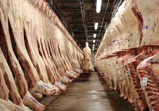 Beef carcasses hang in the Greeley, Colo., JBS beef plant's sales cooler. (Stephanie Paige Ogburn/KUNC)