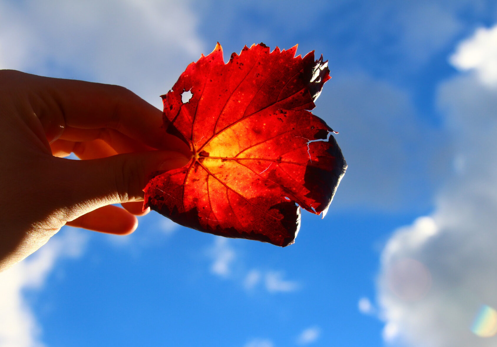 Kansas Citians sent curiousKC three questions about mental health during the pandemic. Now, the community votes on which one our reporters investigate first.