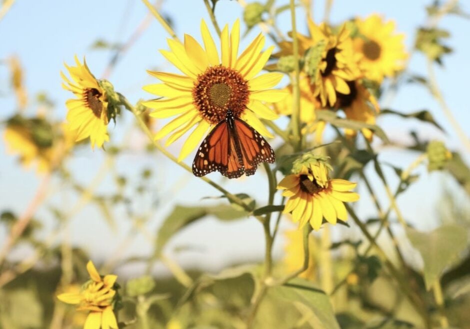 A monarch butterfly rests on a yellow flower.