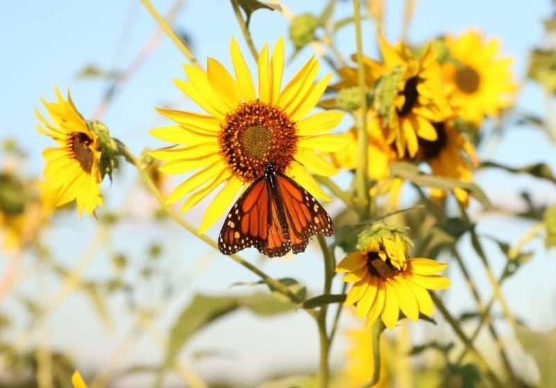 monarch on a sunflower