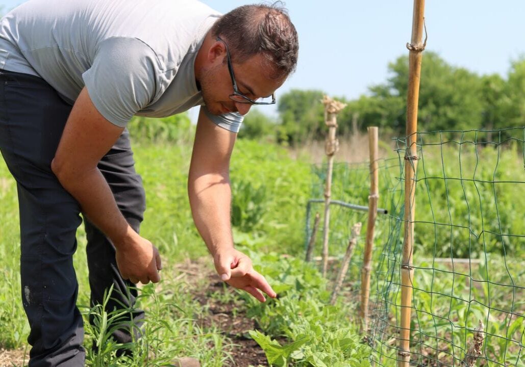 A man in a gray shirt and black pants bends over a row of short bean plants situated at the base of a trellis. With his hand he demonstrates the size of the beans yielded by the plants to address food security.