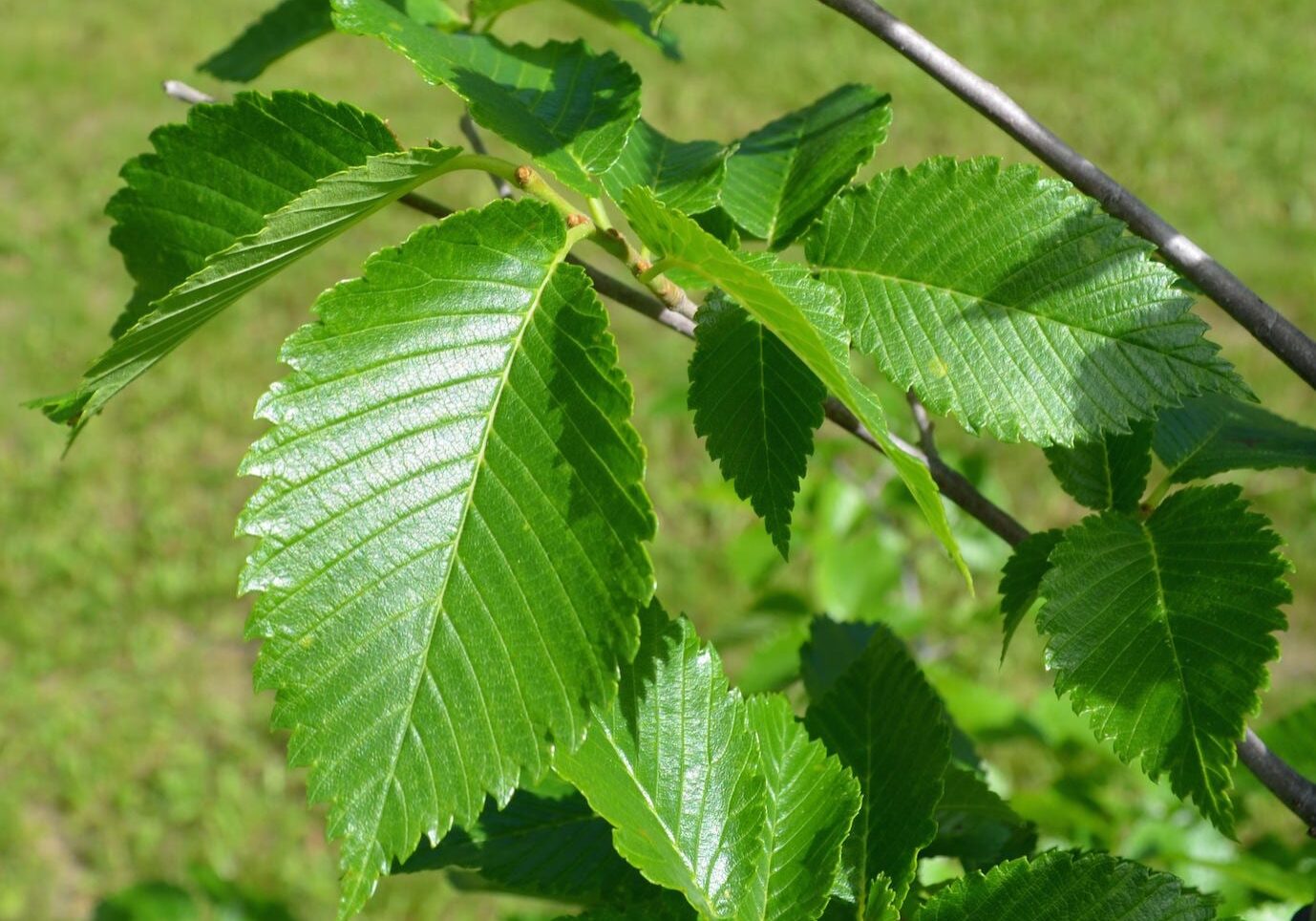 elm tree leaves