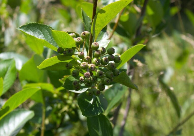 The native black chokeberry is touted for its health benefits, leaving some Midwest growers hoping to capitalize.
(Photo: Amy Mayer | Harvest Public Media) 