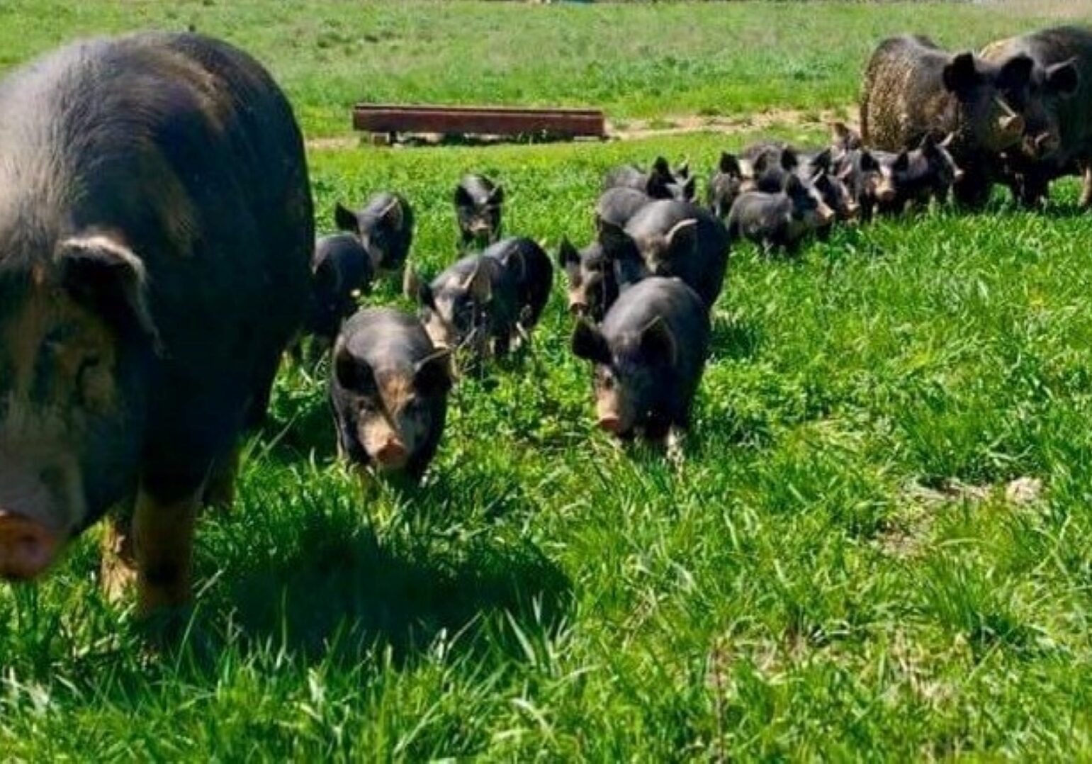 Hogs in a field