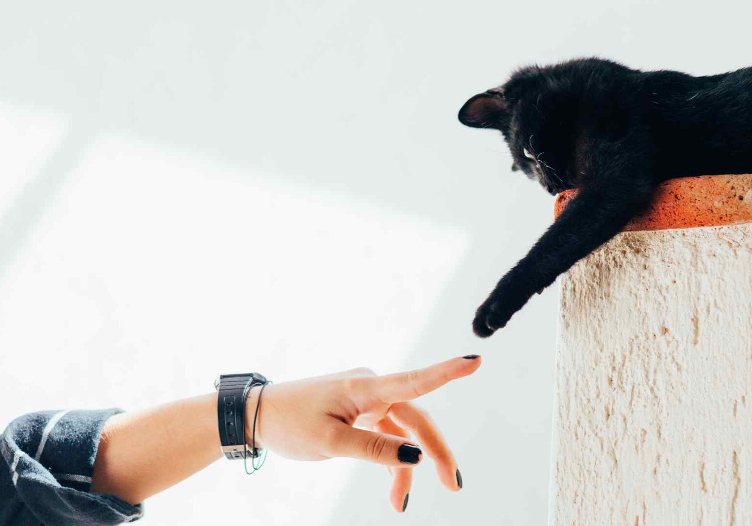 The world of cats and beer collide