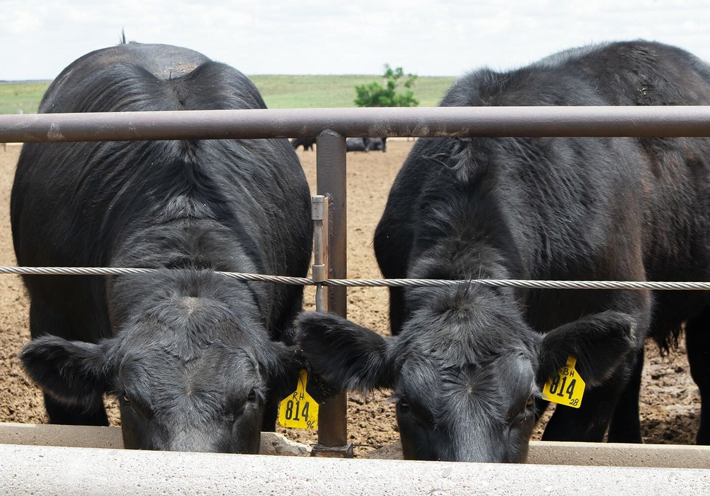 Two black cows stick their heads under a fence to eat out of a trough.