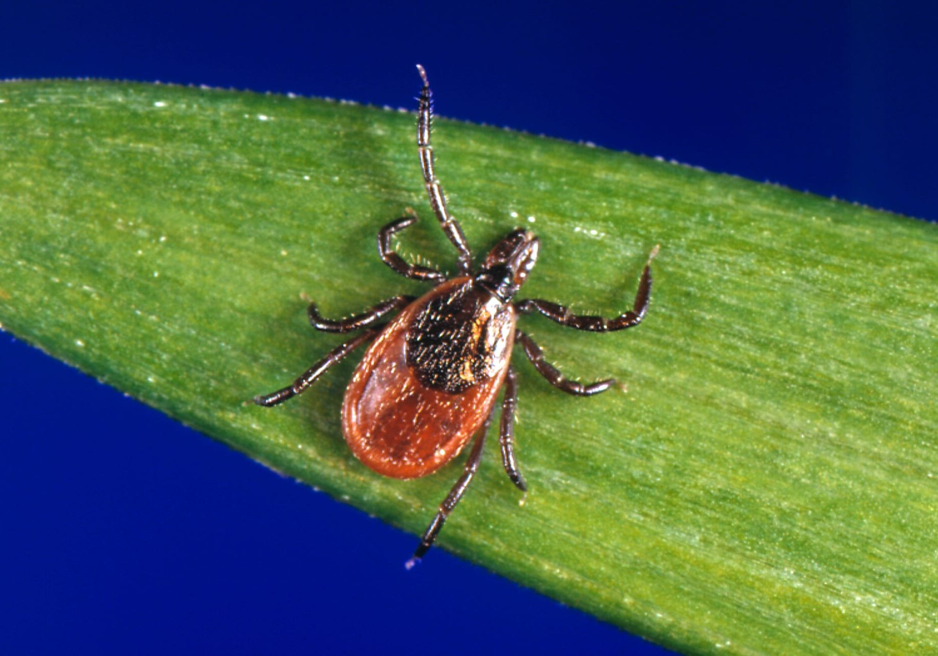 This undated photo provided by the U.S. Centers for Disease Control and Prevention (CDC) shows a blacklegged tick - also known as a deer tick. With a bumper crop of blacklegged ticks possible this season, researchers in a Lyme disease-plagued part of New York's Hudson Valley are tackling tick problems across entire neighborhoods with fungal sprays and bait boxes. (CDC via AP)