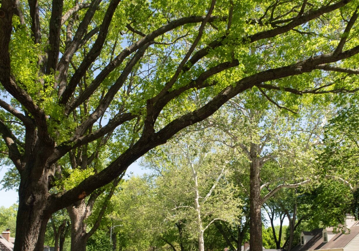 Tree-lined streets are one of the appeals of Prairie Village, Kansas. (Emily Woodring | Flatland