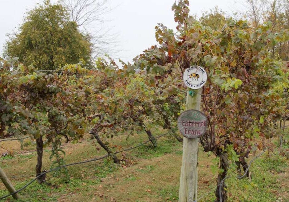 A 'pesticide free zone' sign hangs at the Somerset Ridge Vineyard and Winery near Paola, Kansas. Owner Dennis Reynolds says potential changes to the state's weed eradication laws could threaten his vineyard. (Andy Marso | Heartland Health Monitor)