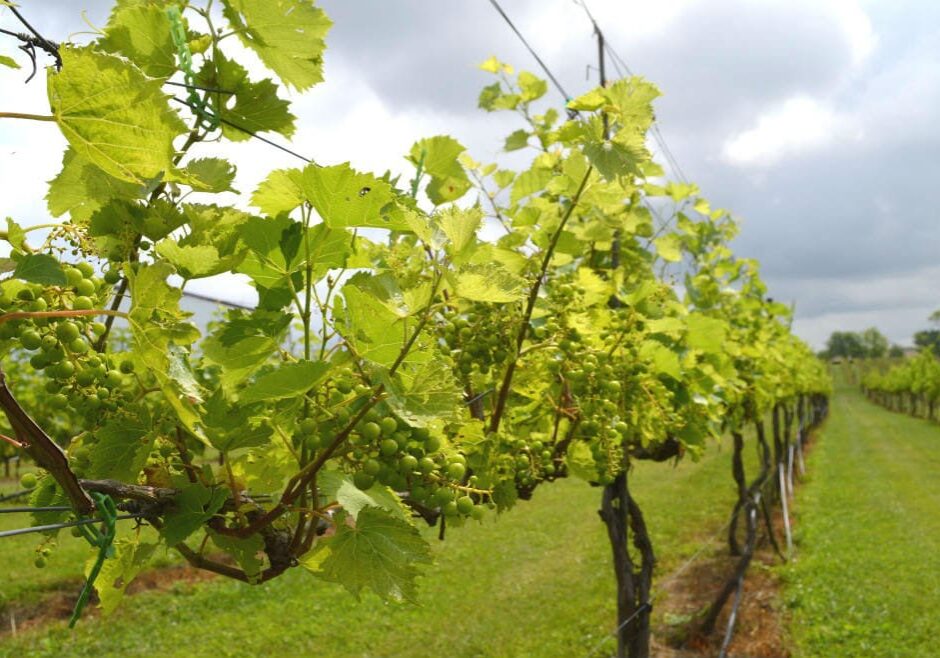 grapes in the vineyard