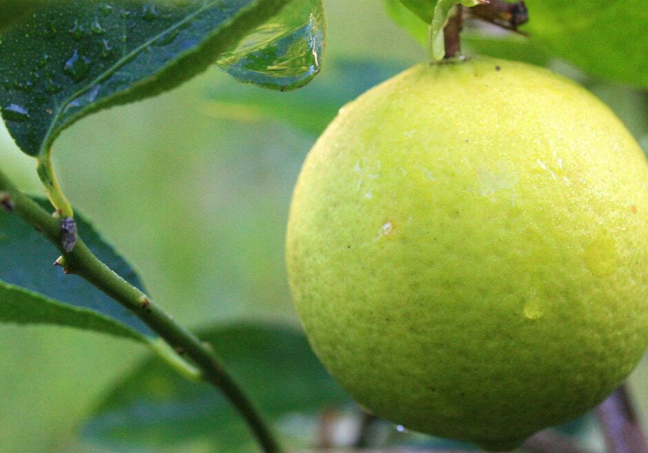 A picture of a lemon tree.