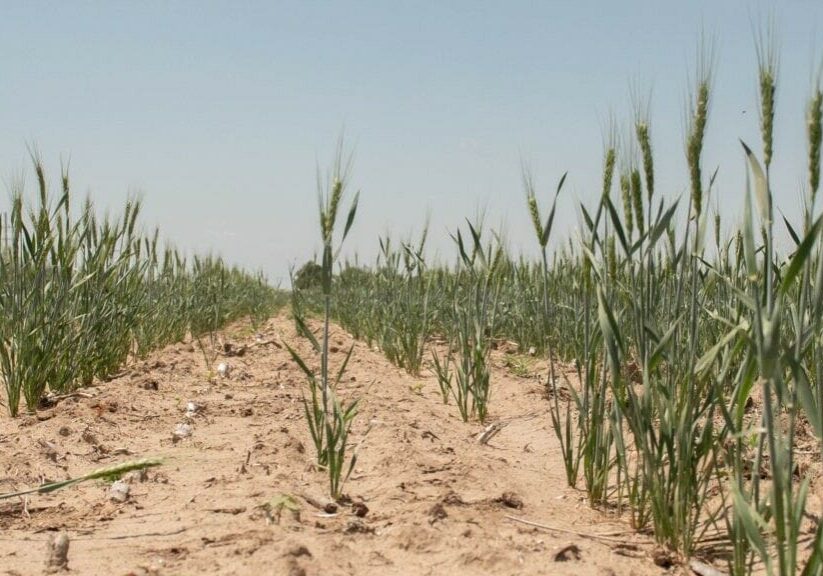 A field of winter wheat in Kansas.