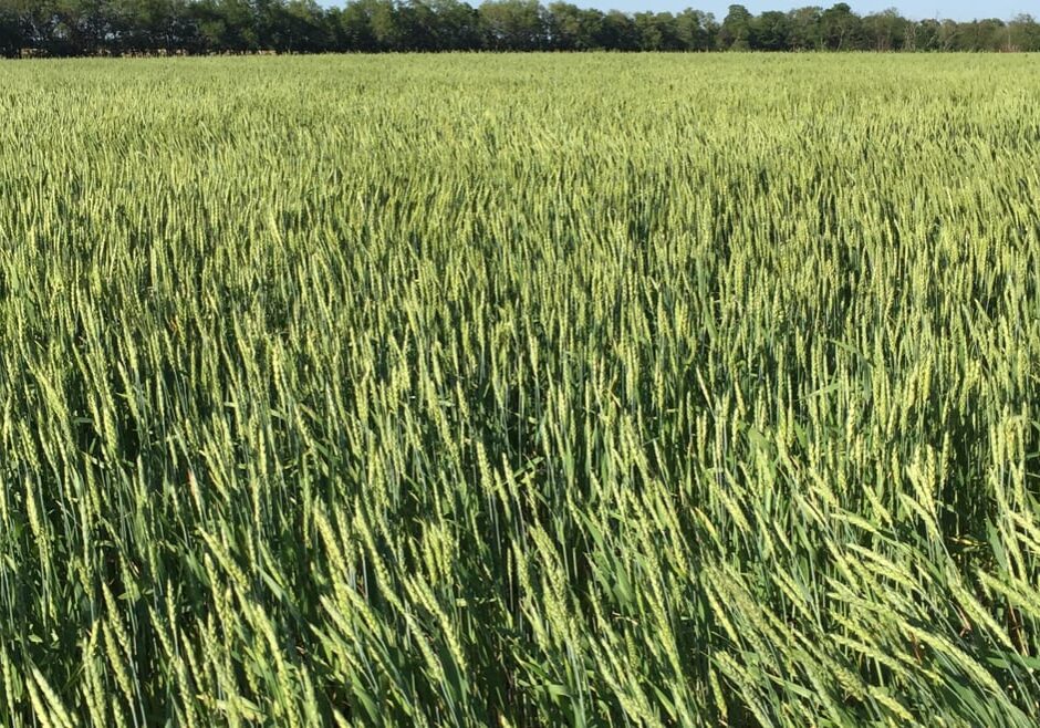 Wheat grown by Great Plains Custom Grain will be used in Cinder Block Brewery’s Weather Witbier.