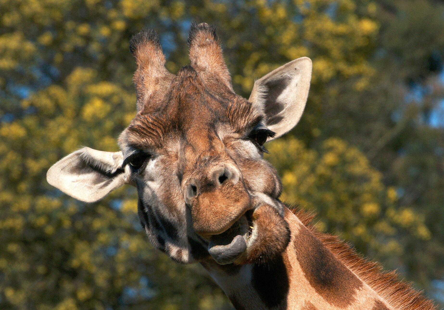 A new exhibit at the Kansas City Zoo is allowing visitors to come "nose to nose" with its long-necked residents. (Wikimedia Commons)